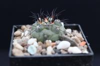 Copiapoa longistaminea PV 1933.jpg